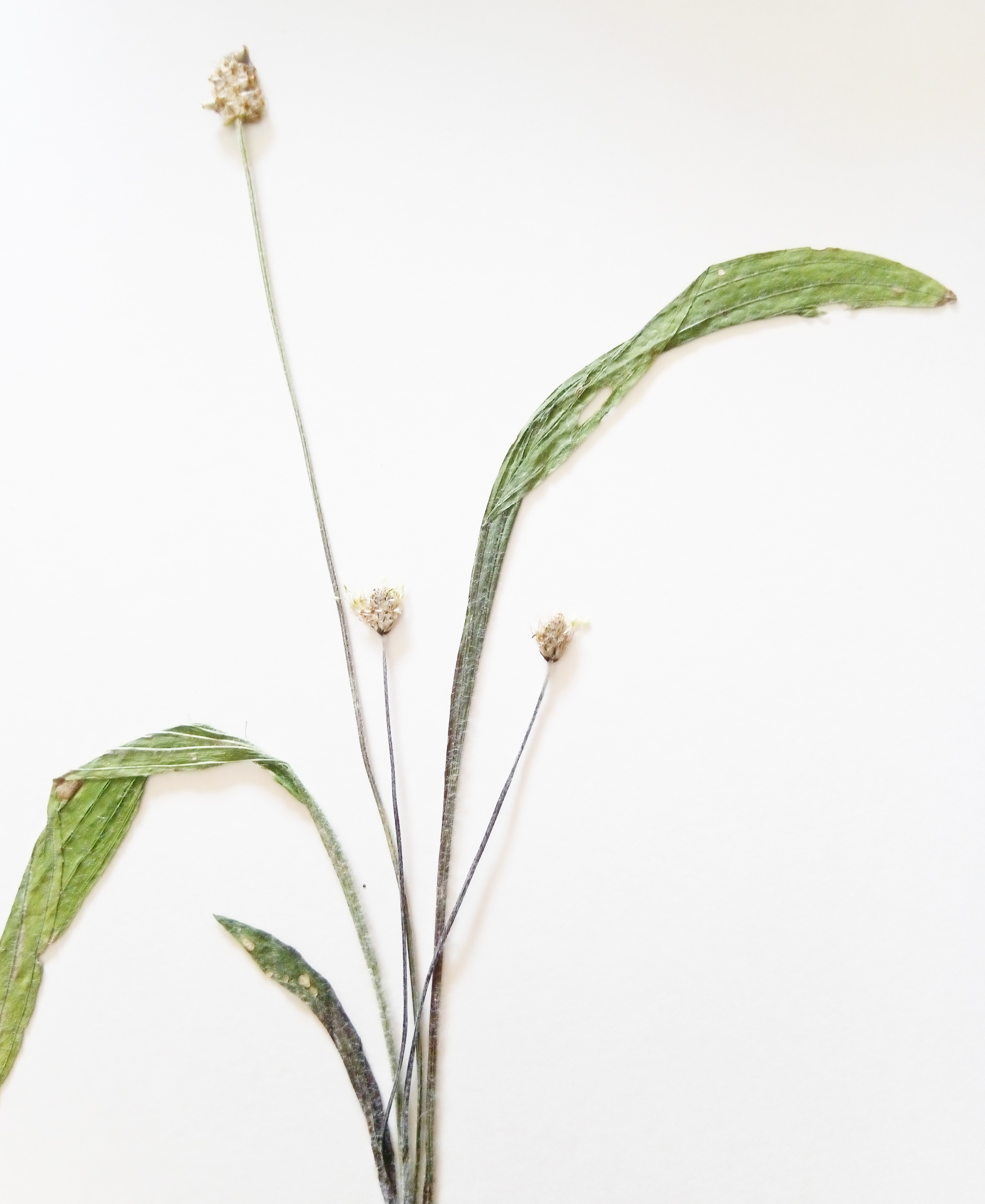 plantago lanceolata - piantaggine minore